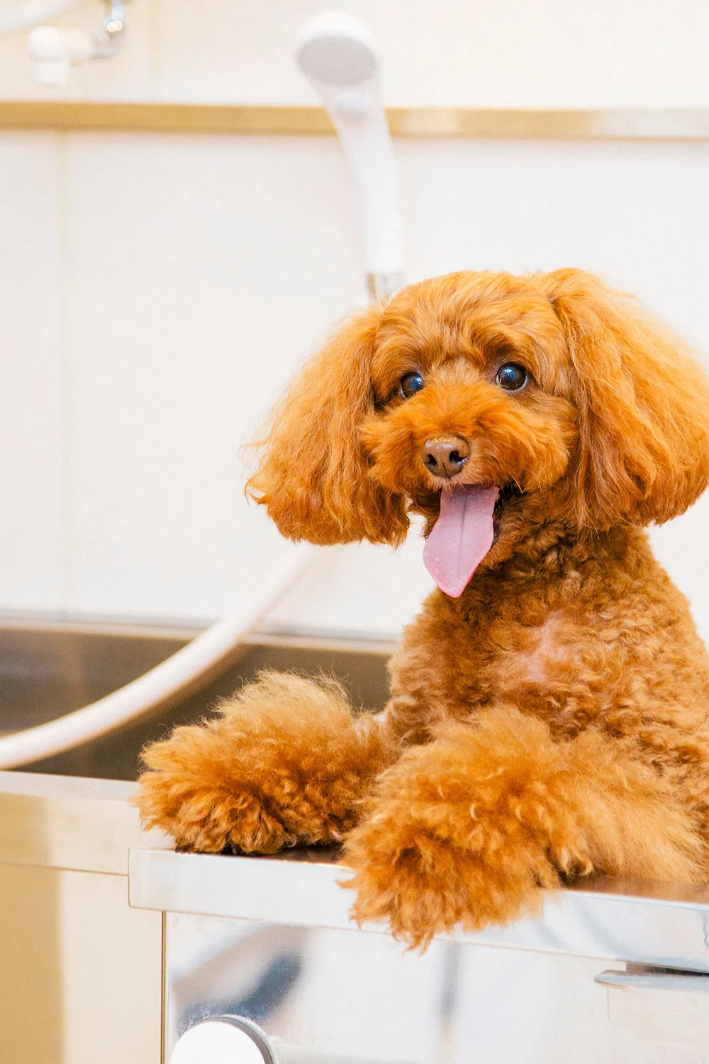 ドッグサロンWITH（ウィズ）新宿店トリミングの写真